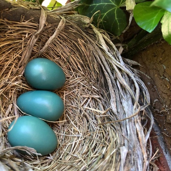 Meet your Posher, Katie - Picture 1 of 1